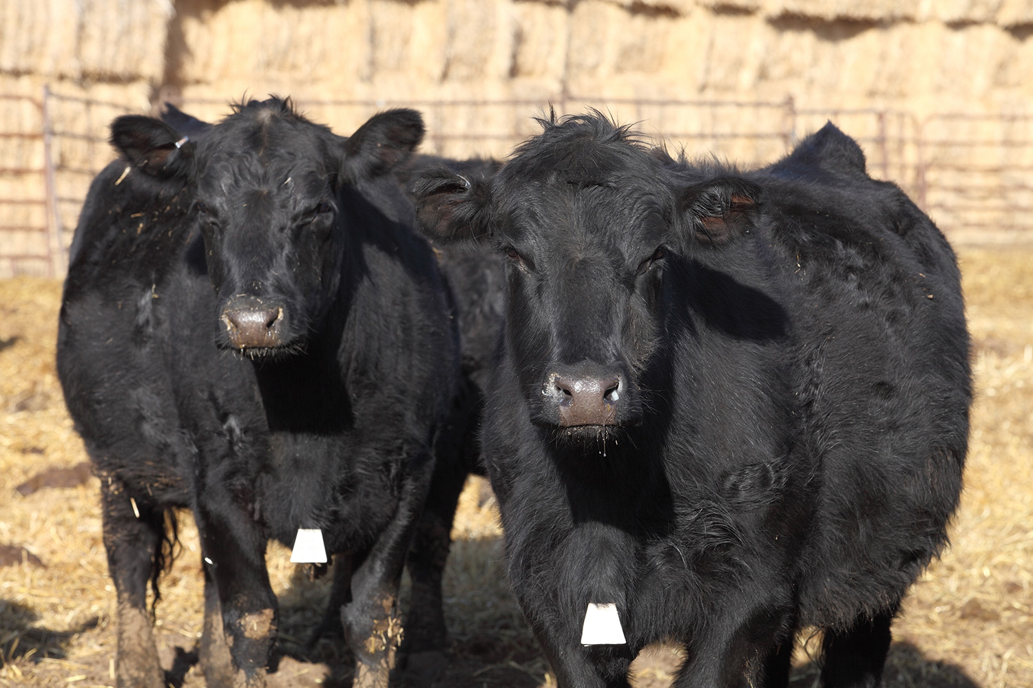 Bimeda® US Launches BOVitalize™ – A New Oral Vitamin and Mineral Supplement For Cattle