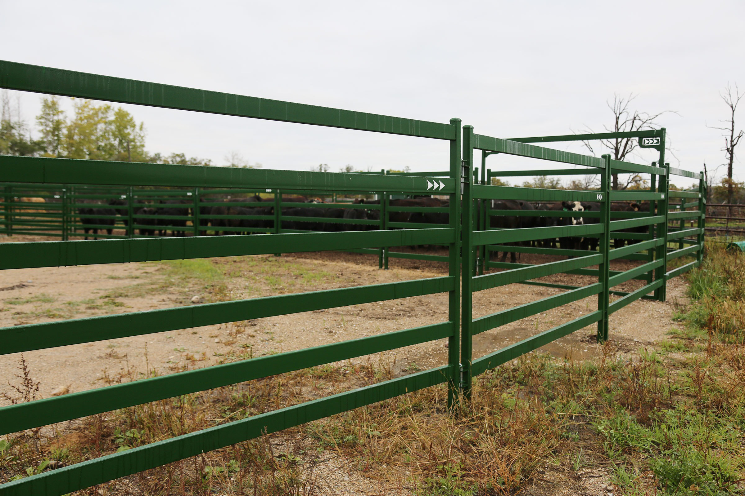 New to Ranching? Here’s the Perfect Cattle Handling System for You.